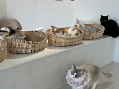 -怪兽屋·羊驼·猫咖·狗咖(俊华广场店)