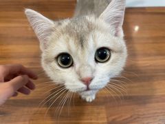 -猫大福·Fortune Cat猫舍(百子湾店)