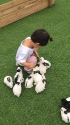 -萌宠亲子动物乐园(槐房万达店)