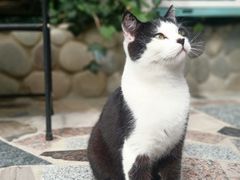 -喵屿·大理花园猫咖