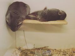 iphone_upload_pic-龙猫仔乐园(惠福东路店)