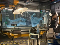 -奥兰多迪士尼动物王国乐园