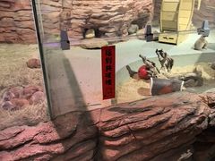 -正佳雨林生态植物园