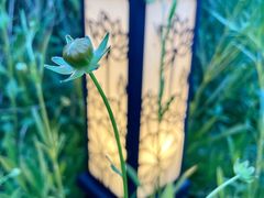 -桃花岛景观公园