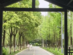-洋湖国家湿地公园