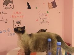 -三花喵·撸猫购宠·宠物生活馆(虹桥南丰城店)