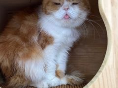 -喵园·猫主题咖啡厅·撸猫·猫咖(国贸店)