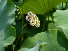 -四川大学(华西校区)