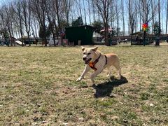 -宠乐会宠物乐园