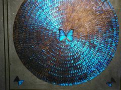 -上海昆虫博物馆