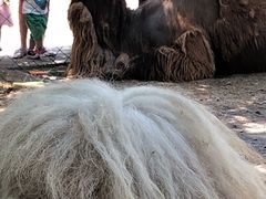 -长白岛森林公园