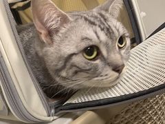 -伟伟宠物医院·CT影像中心·瑞派犬猫综合性门诊(汉口总院)