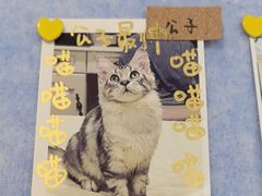 -老吴的猫·猫舍(新区店)