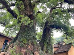 -杨家堂村