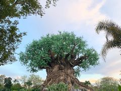 -奥兰多迪士尼动物王国乐园