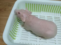 -藦茜花园宠物主题亲子互动体验馆(国顺东路店)