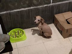 -艾贝尔宠物医院·24H转诊中心·肿瘤猫专科(江宁双龙店)