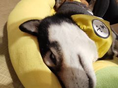 -逗柴咖啡屋·狗咖猫咖宠物桌游