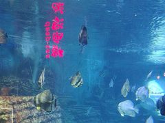 -烟台海昌鲸鲨海洋公园