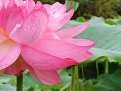 -陈家山荷花公园