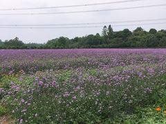 -紫颐香薰山谷景区