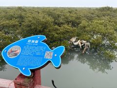 -北海金海湾红树林生态旅游区