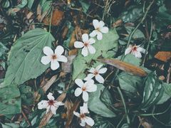 -云溪植物园