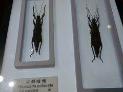 -上海昆虫博物馆