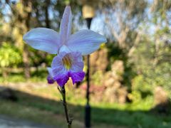 -东莞植物园
