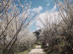 -樱桃山旅游景区