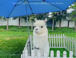 -卡卡喜糖伴手礼·商务礼宝宝礼·婚礼用品