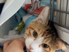 -北京观赏动物医院·24小时大型综合·猫专科·异宠专科