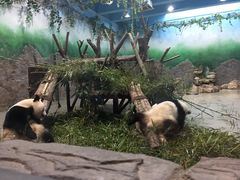 -成都大熊猫繁育研究基地-熊猫厨房