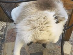 -喵屿·大理花园猫咖