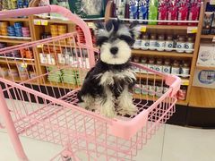 -翊宠yipet猫狗购宠庄园犬舍•猫舍