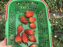 -南汇水蜜桃采摘(大团店)