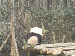 景点-成都大熊猫繁育研究基地