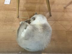 -猫冇咖·家门口的撸猫馆(大融城店)