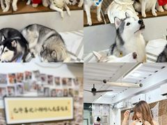 -星多哈·狗咖·拼豆·咖啡