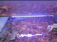-虾铺子龙虾·私房菜(金源花苑店)