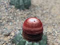 -南山植物园