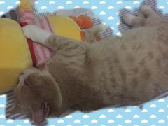 -爱侣宠医·鹦鹉专科·小型哺乳类·异宠专科(灵石路店)