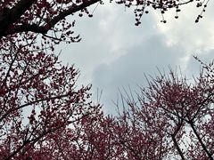 -三圣花乡旅游区