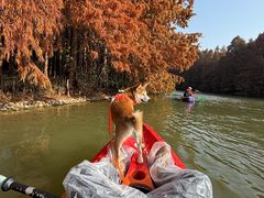 -上海海湾国家森林公园
