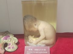 -武汉达临性学生命文化博物馆