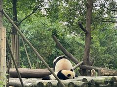 -都江堰中华大熊猫苑