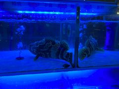 -佛山皇冠假日酒店-西餐厅