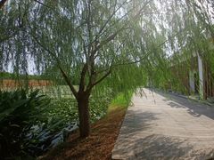 -上海长兴岛郊野公园