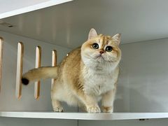 -青奢宠物·青奢猫舍