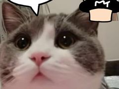 -喵zoo家庭繁育猫舍(尖东智能花园店)